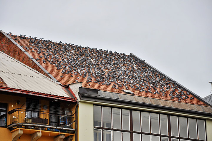 A2B Pest Control are able to install spikes to deter birds from roofs in Newcastle Upon Tyne. 
