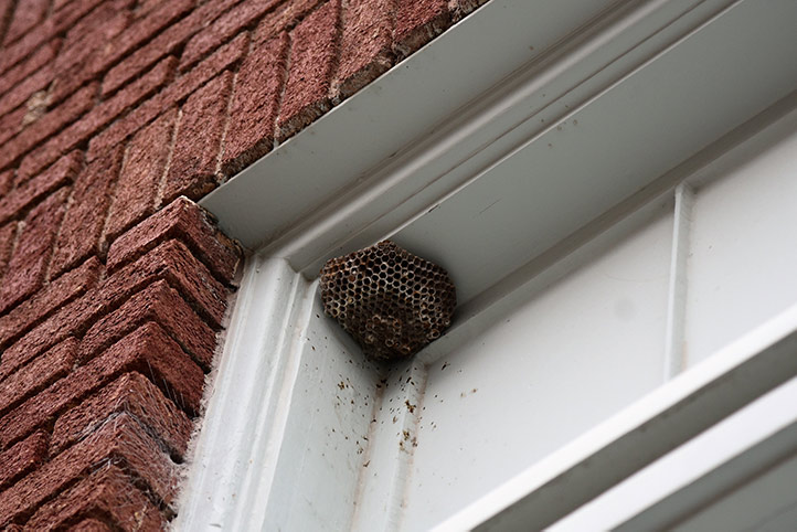We provide a wasp nest removal service for domestic and commercial properties in Newcastle Upon Tyne.